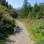 Apartman Waldfee *