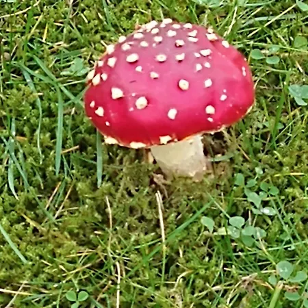 شقة Waldfee